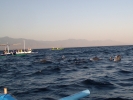 Een boottochtje tussen de dolfijnen